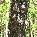 The trunk of Ceriops australis (Smooth-fruited Yellow Mangrove) goes black when it ages. It seems that knobs and stilt roots are seen more often than tagal.<br />Canon KDX (400D) + EFS60 F2.8